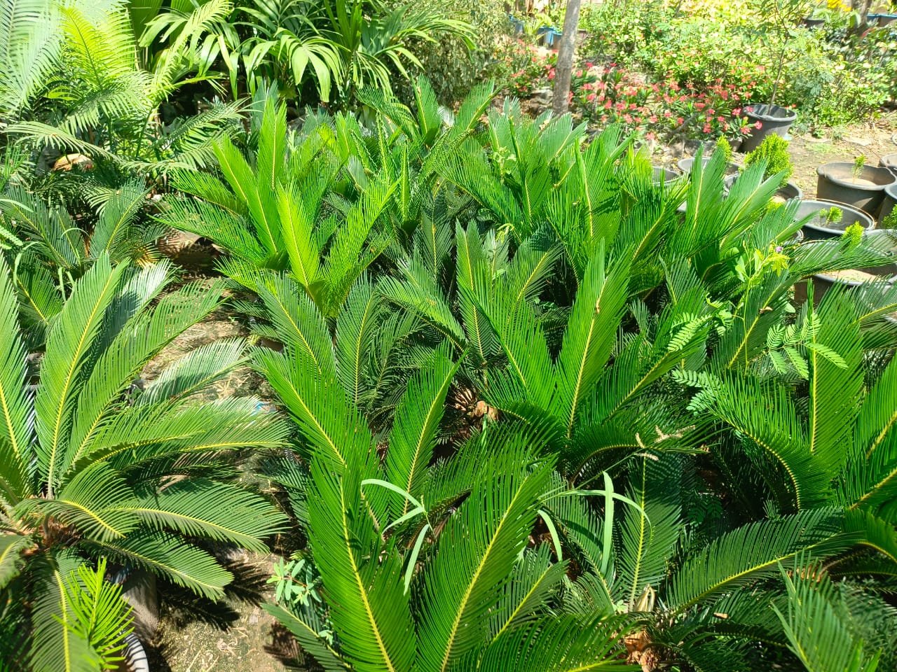 WhatsApp Image 2025-07-15 at 14.59.59 (2)