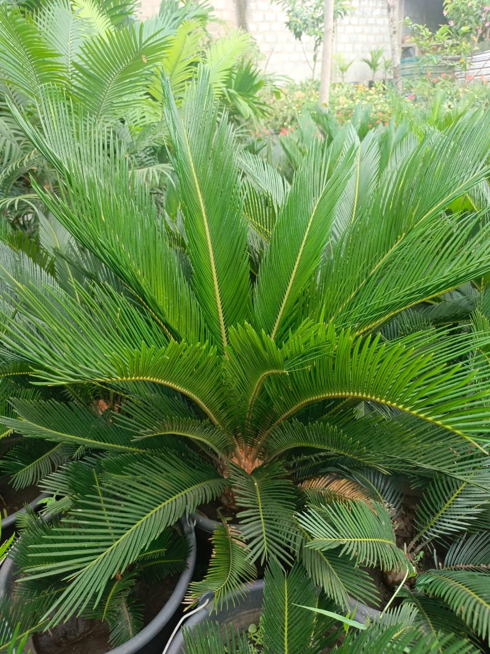 WhatsApp Image 2025-07-15 at 14.59.59 (3)