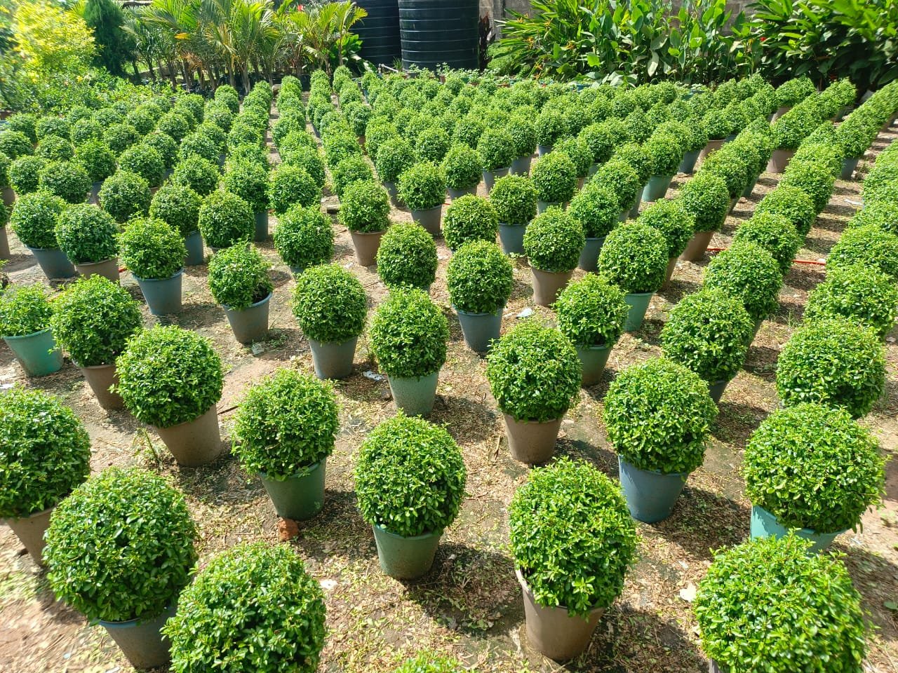 WhatsApp Image 2025-07-15 at 14.59.59