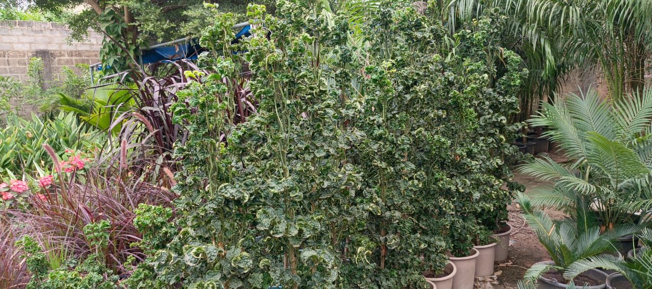 WhatsApp Image 2025-07-15 at 15.00.00 (2)