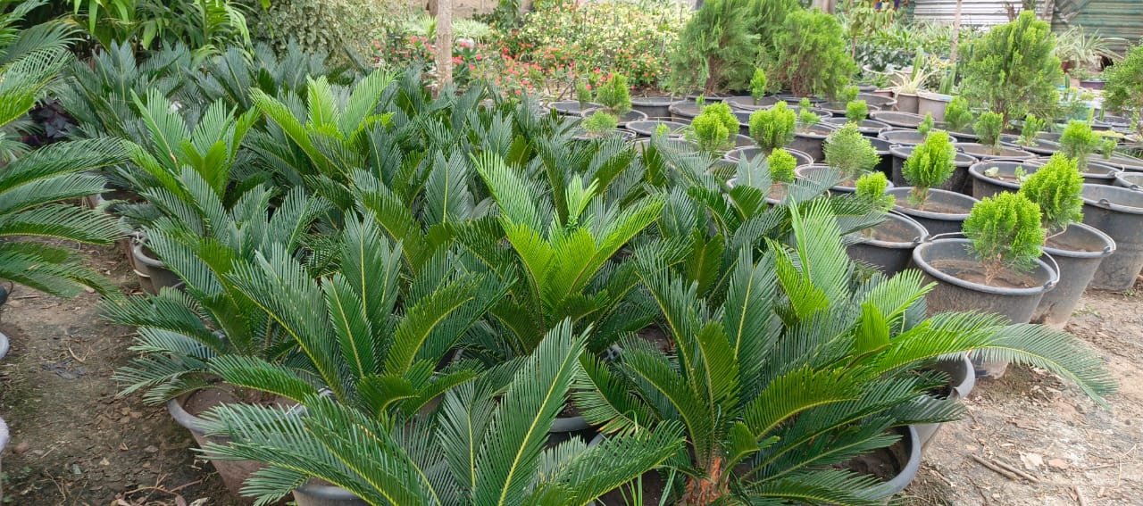 WhatsApp Image 2025-07-15 at 15.00.00 (3)