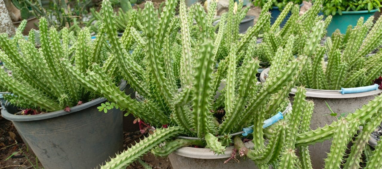 WhatsApp Image 2025-07-15 at 15.00.00