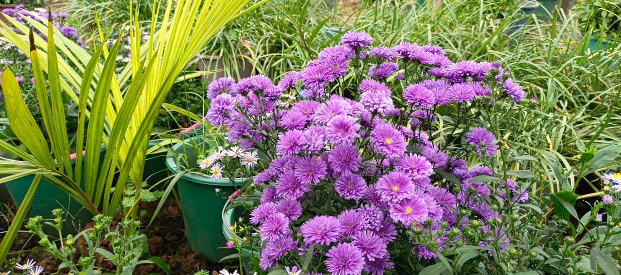 WhatsApp Image 2025-07-15 at 15.00.01